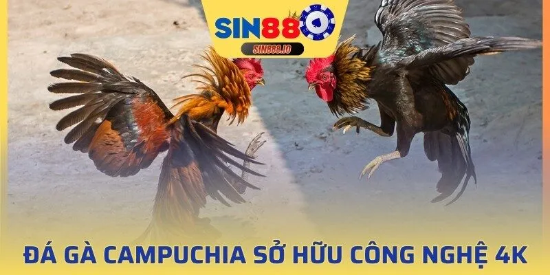 đá gà Campuchia