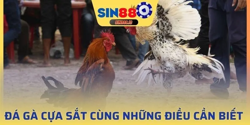 đá gà cựa sắt