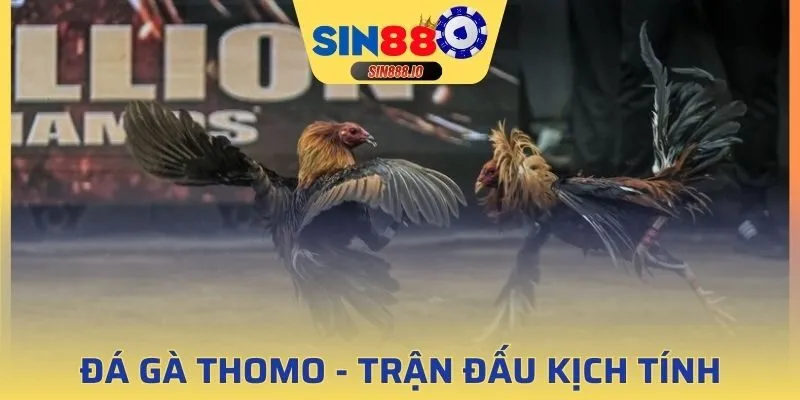 Đá gà thomo