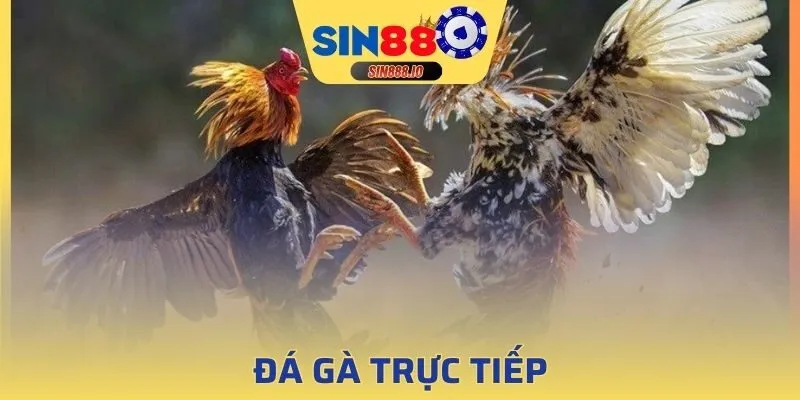 Đá gà trực tiếp